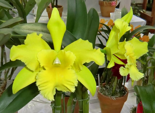 ◇Rlc. Ports of Paradise'Green Ching Hua' - カトログ