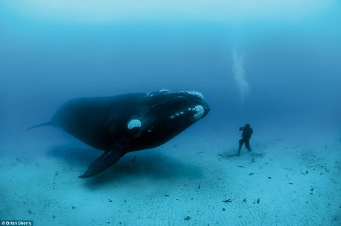 ホッキョク クジラ 海人の深深たる海底に向いてー深海の不思議ー