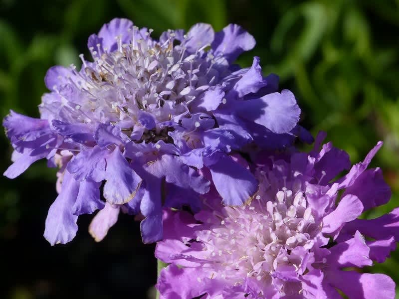セイヨウマツムシソウ 西洋松虫草 Hayashi No Ko