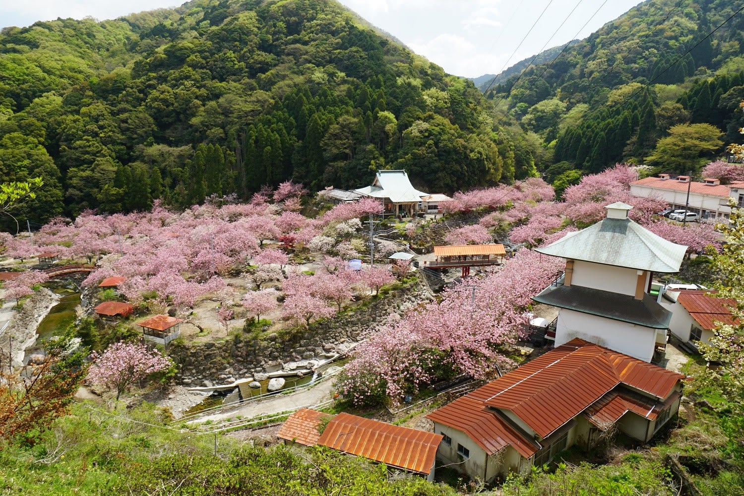 1000本桜の雲海は 驚きの光景でした ｏ 大分県 一心寺の八重桜 2 2 延岡の山歩人ｋ