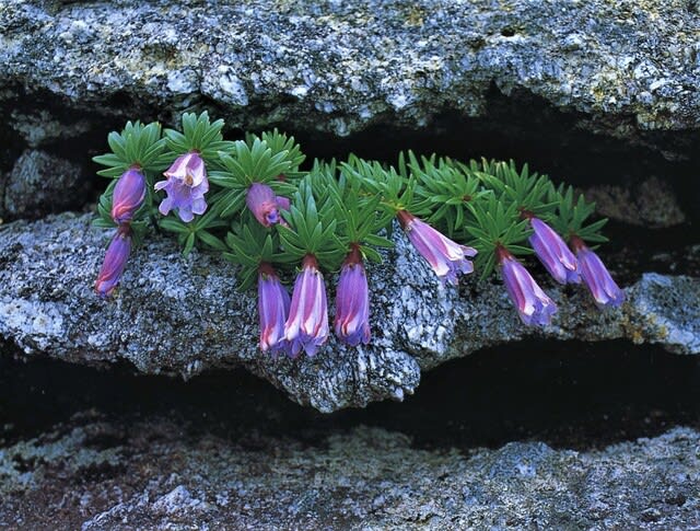 中国の野生植物 Wild Plants Of China リンドウ科gentianoceae 8 青山潤三の世界 あや子版