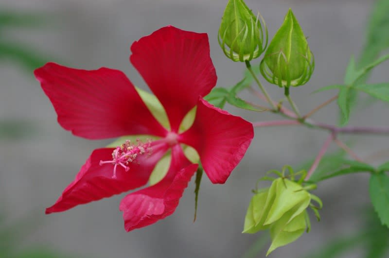 紅葉葵 もみじあおい の花 めいすいの写真日記