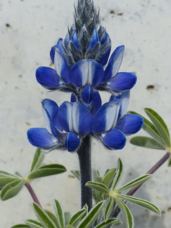 ルピナス Hayashi No Ko ルピナス Hayashi No Ko