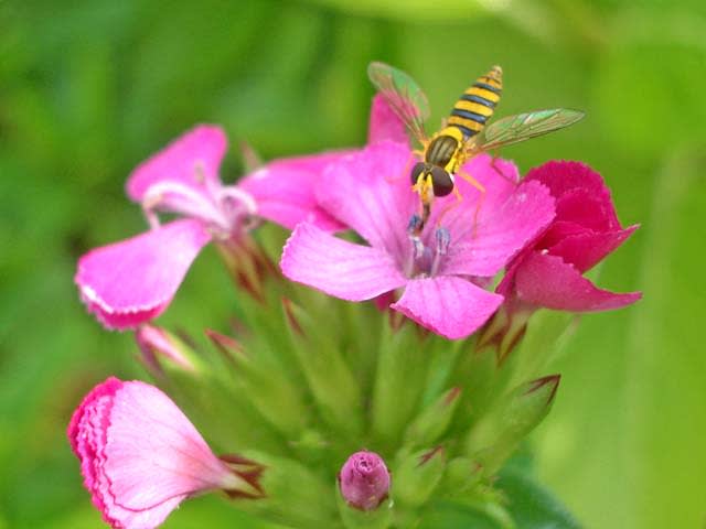 小さな花の蜜を吸う小さな可愛い蜂 東奔西歩の 出路迦芽 写真館