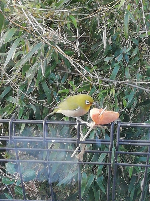 ウグイスとめじろとシジュウカラ リコの文芸サロン