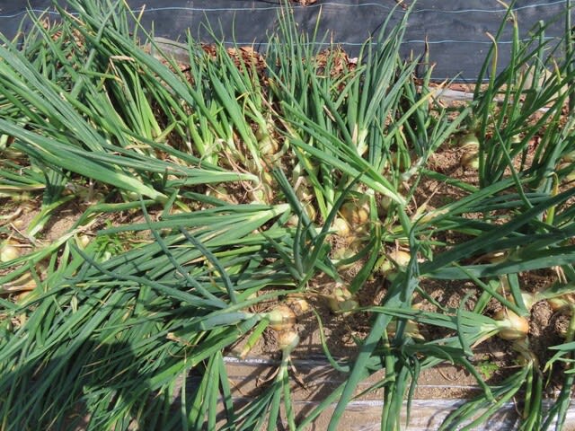 太陽熱土壌処理した畝での直播きタマネギ栽培の試行のその後 取り入れ