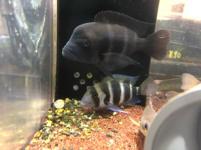 フロントーサ約10cmと12cm 熱帯魚店モンスターアクアリウム 川口店 買取販売情報 フロントーサ約10cmと12cm 熱帯魚店モンスターアクアリウム 川口店 買取販売情報