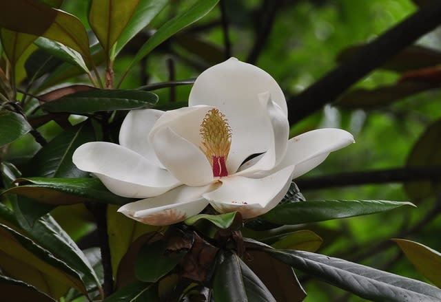 タイサンボクの花 泰山木 大山木 いい香りが漂っています Big Sky