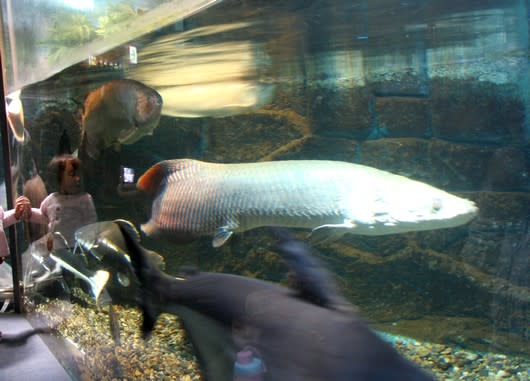 サンシャイン国際水族館 超高層都心の大パノラマ 都会の片隅で暮らす日々