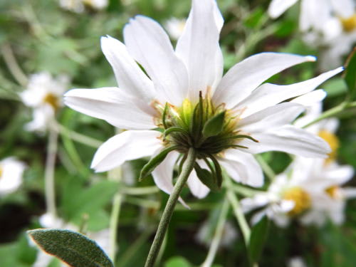 高ボッチ高原・鉢伏山で最近咲いている花　リュウノウギク（竜脳菊）