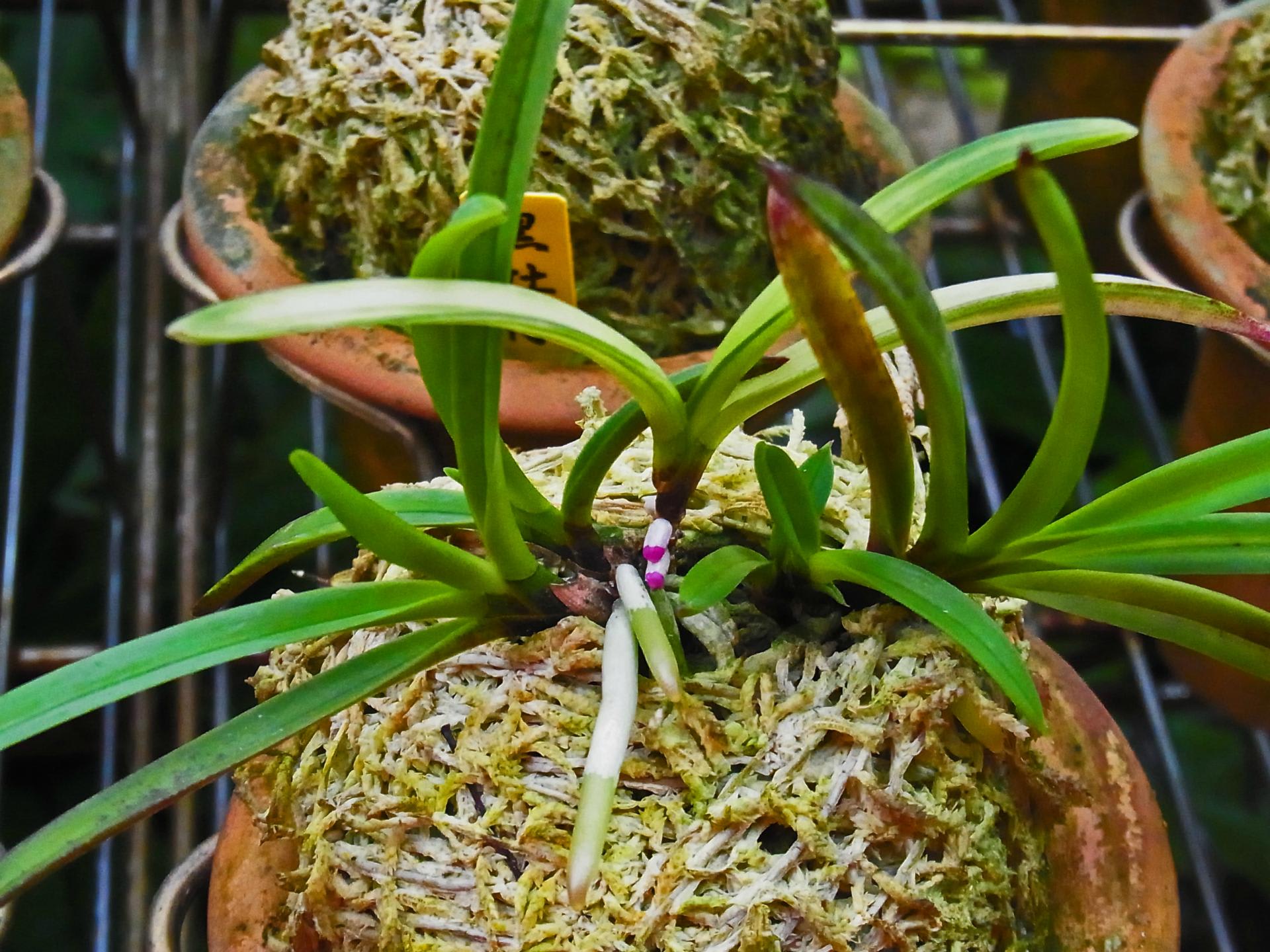 富貴蘭　必見！!湖東錦 湖東錦 : □ サムライ オーキッド □ 富貴蘭 セレクトショップ