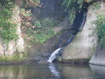 綺麗 気持ち悪い 広瀬川 鮎と戯れて 魚族に感謝