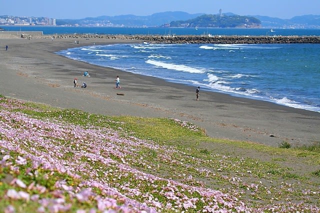 浜昼顔の詩 湘南海岸の初夏の花 ハナミズキの花だより 鳥だより