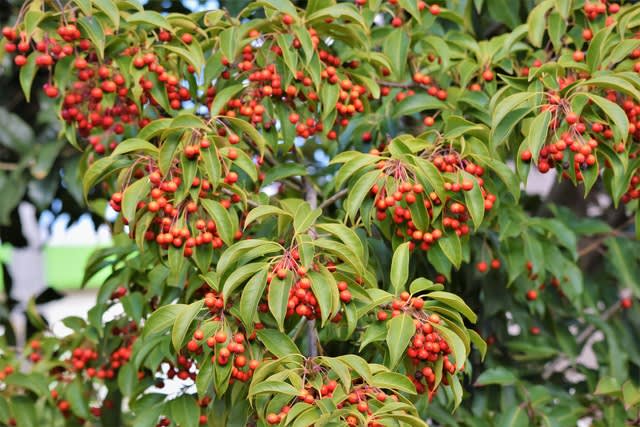 赤い実をつける木々 近所の散歩道 千葉県白井市 Shuの花日記
