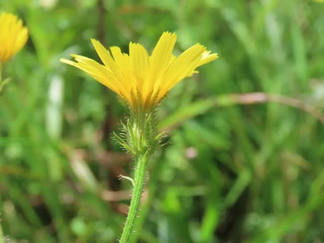 高ボッチ高原・鉢伏山の植物　コウゾリナ（剃刀菜）