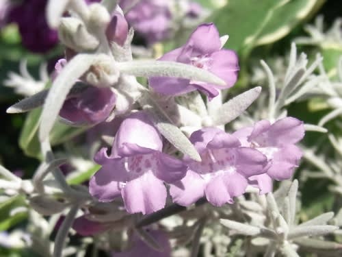 紫の花はエレモフィラ ニベア ｎｉｗａ ｎｉｈａ ｈａｎａ 庭には花