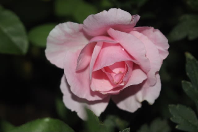 ピエ ドゥー と ルシエル ブルー 咲いた ポニョちゃんとキナコちゃん 時々薔薇と猫