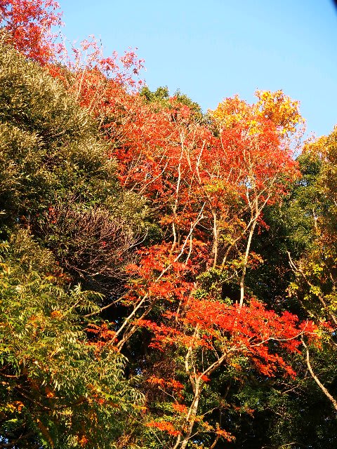 裏山の漆とハゼの木の紅葉 庭先の四季