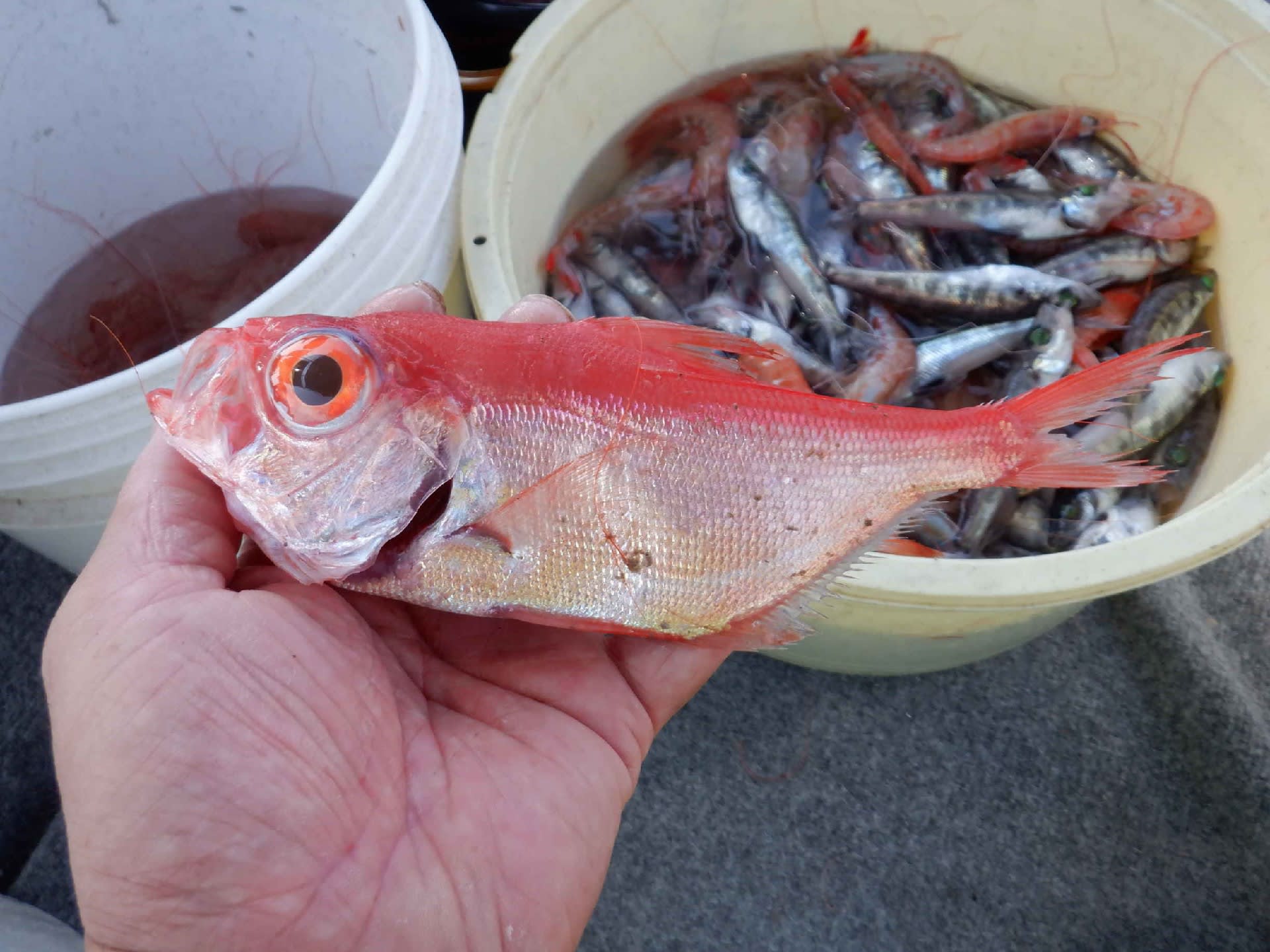 深海魚採集 お魚三昧生活 深海魚採集 お魚三昧生活