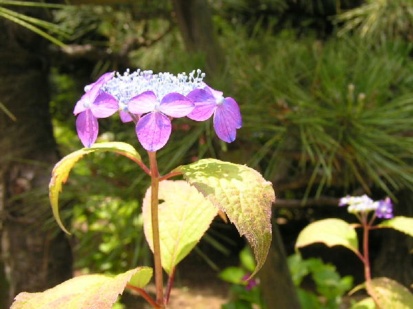 クリックしたら旧河野邸に咲いてた山紫陽花