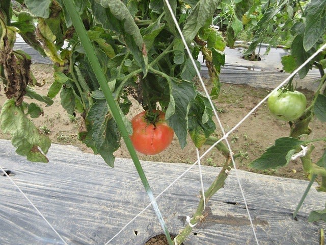 トマトが割れてきた 二人で家庭菜園