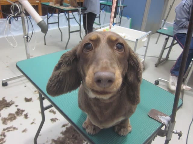 トリミング犬ご紹介 千葉県柏市にある年中無休 トリミング ペットホテル お預かり セルフシャンプー 老犬ホーム トリミングスクール 犬印鑑