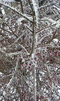 枝が凍って真っ白だ！