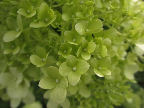 栽培日誌 セーヌ Natural Style