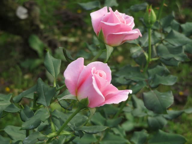 淡いピンクがセクシーなバラ ピンク フレンチレース 薔薇シリーズ47 野の花 庭の花