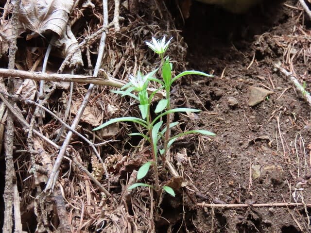 高ボッチ高原・鉢伏山で最近咲いている花 ヒゲネワチガイソウ(髭根輪違草)