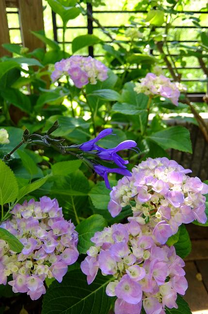 初 プルーンの実がなっています 爆塗り中 艸 Little Garden Painting Farm 初 プルーンの実がなっています 爆塗り中 艸 Little Garden Painting Farm