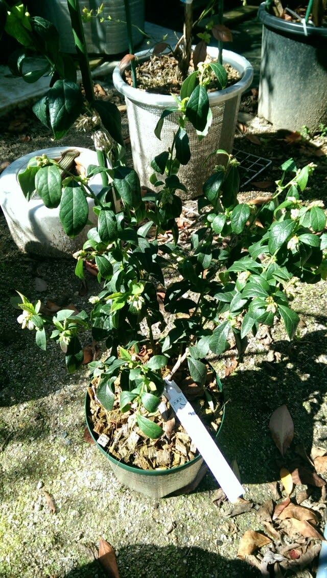 ノーマン サザン 新品種の16 3 ブルーベリーを安月給奮闘栽培 In 広島