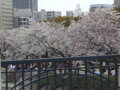 平和公園の桜とチューリップ