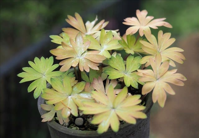 美しい斑入り植物3 - 山の花は友達