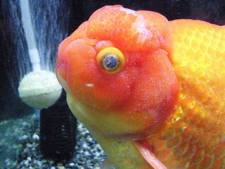 金魚が病気 ジャンボオランダの目が白く おりひめのブログ