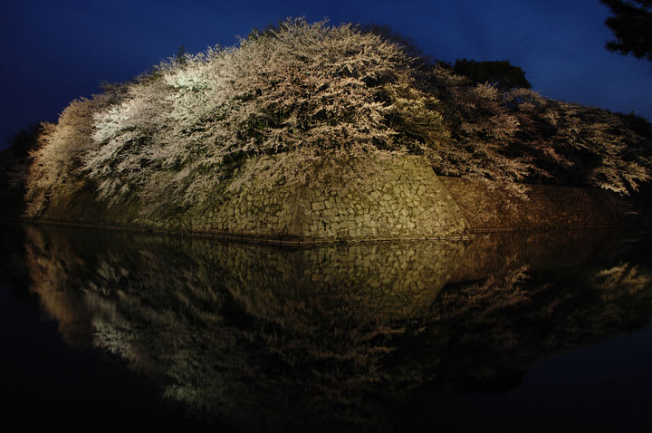 彦根城の桜04 彦根城のお濠の夜桜