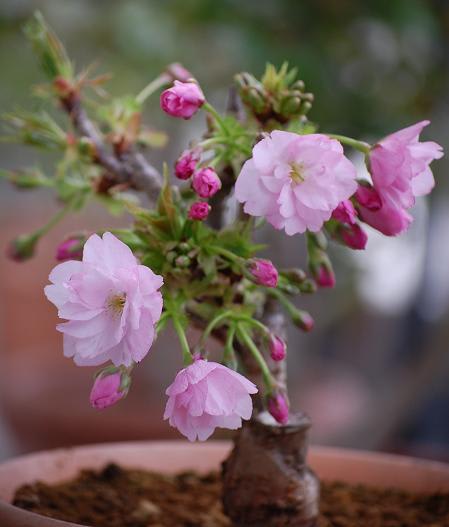 二才になった一才桜 Mｅｉｎ ｋｌｅｉｎｅｒ Rｏｓｅｎｇａｒｔｅｎ