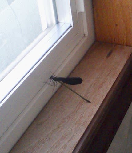 15年7月のブログ記事一覧 ｊｅｃａ五所川原福音キリスト教会ブログ