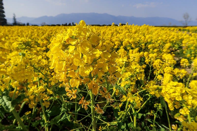 菜の花の白和え ホタルイカとの酢味噌も抜群 炎のクリエイター日記