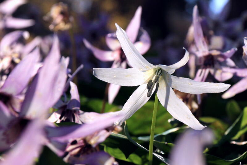 季節の花　香嵐渓のカタクリ　Ⅱの画像