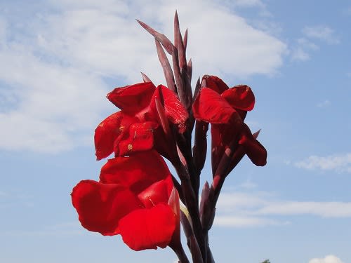 庭に咲く赤い夏の花 伊豆高原シニア ライフ日記