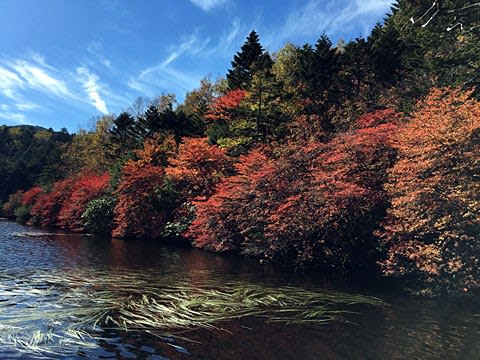 白駒池 紅葉