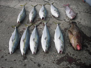 続 室戸岬沖のメジロ １３９７ つか クエが 芳賀ちゃんのオサカナ釣題 酒 肴 料理 釣り