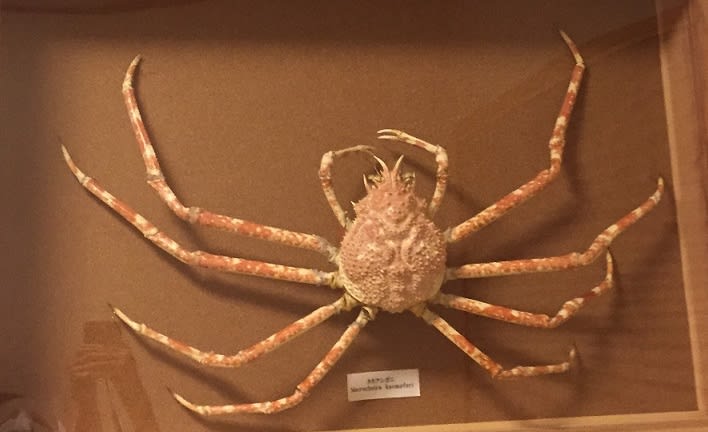 タカアシガニ 生物屋学生の日記 タカアシガニ 生物屋学生の日記