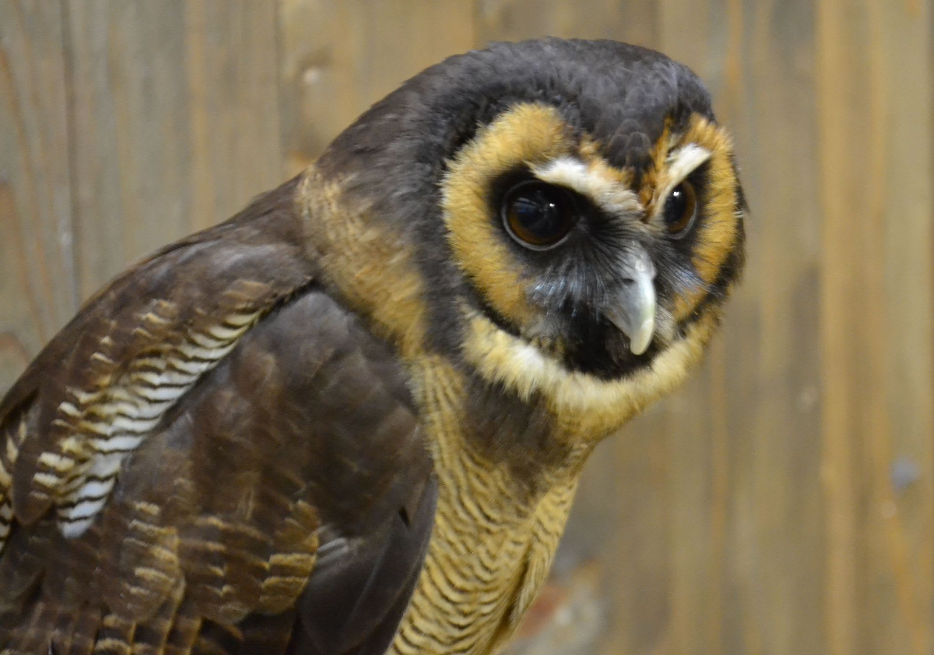 世界の鳥 のブログ記事一覧 鳥見って 大人のポケモン 世界の鳥 のブログ記事一覧 鳥見って 大人のポケモン