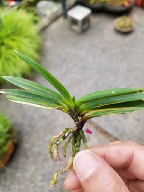 富貴蘭　黒牡丹縞　源平柄　1条2子付き　子にも縞あり 富貴蘭 本性 黒牡丹縞子付き