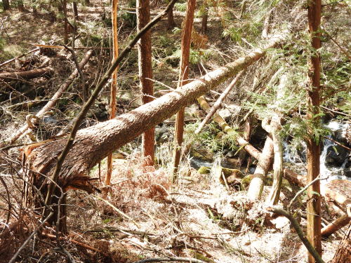 高ボッチ高原山麓の雨氷被害