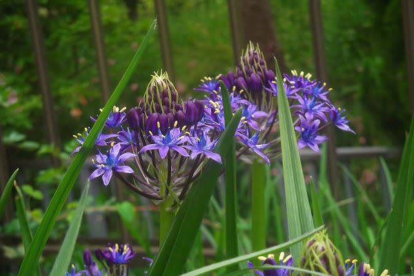 紫色の庭の花 野々池周辺散策