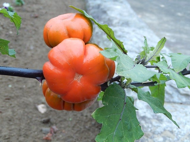 ハナナス 2種 植物大好き 出会い ときめき 癒し