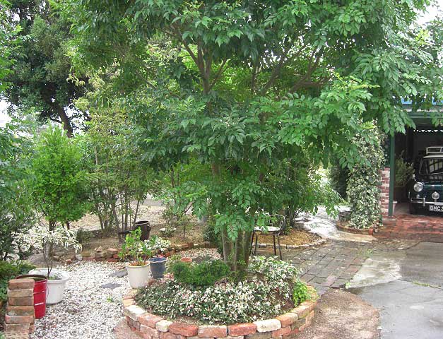 ガーデンのシンボルツリーはシマトネリコ アンモナイトのひとりごと オブジェ オーナメントづくりと のんびりきままな庭いじり